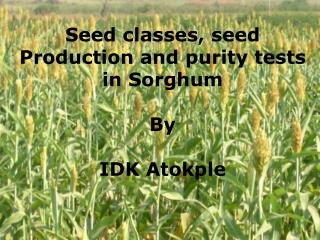 Seed classes, seed Production and purity tests in Sorghum By IDK Atokple