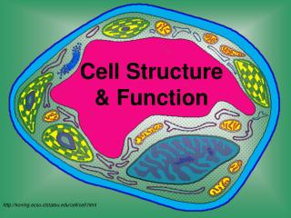 Cell Structure &amp; Function