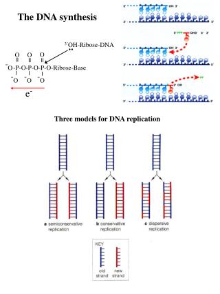 PPT - The DNA synthesis PowerPoint Presentation, free download - ID:5126004