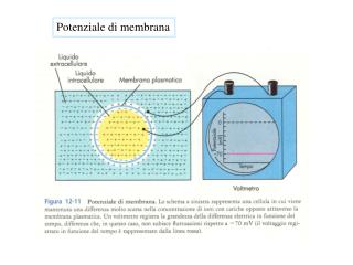 Potenziale di membrana