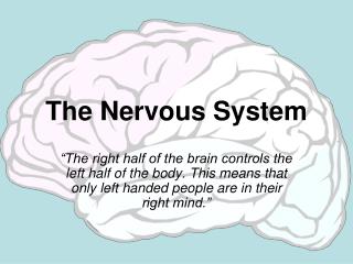 The Nervous System