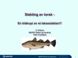 Slakting av torsk - En blåkopi av et lakseslakteri? U. Erikson SINTEF Fiskeri og havbruk
