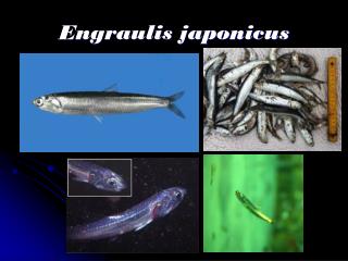 Engraulis japonicus