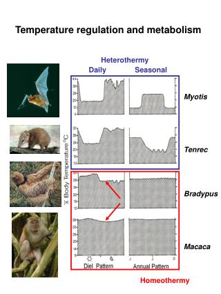 Temperature regulation and metabolism