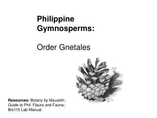 Philippine Gymnosperms: Order Gnetales