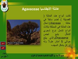 عائلة الأجفاسيا Agavaceae