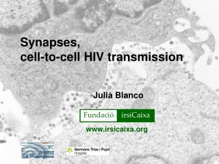 Synapses, cell-to-cell HIV transmission