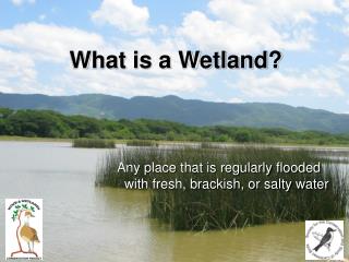 What is a Wetland?