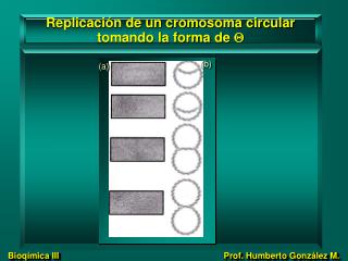 Replicación de un cromosoma circular tomando la forma de 