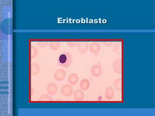 Eritroblasto