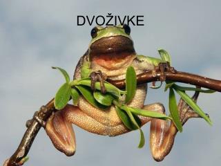 DVOŽIVKE