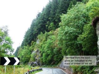 The view from the road gives an indication of the mass of timber on the hill.