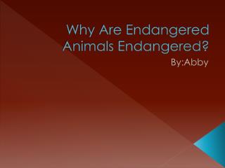 Why Are Endangered Animals Endangered?