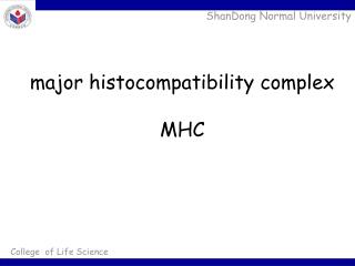 major histocompatibility complex MHC