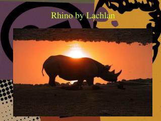 Rhino by Lachlan