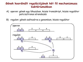 Gének koordinált regulációjának két fő mechanizmusa baktériumokban