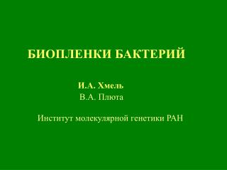 БИОПЛЕНКИ БАКТЕРИЙ И.А. Хмель В.А. Плюта Институт молекулярной генетики РАН