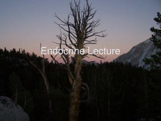 Endocrine Lecture