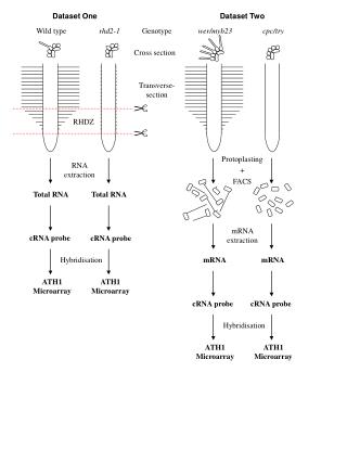 Dataset One