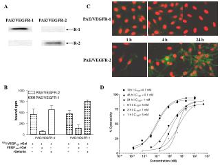 PAE/VEGFR-2