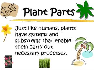 Plant Parts