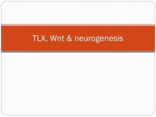 TLX, Wnt &amp; neurogenesis