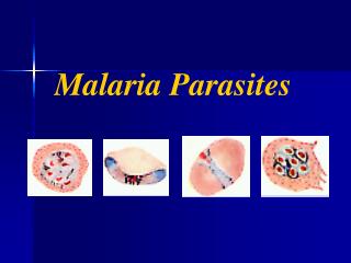 Malaria Parasites