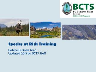 Species at Risk Training Babine Business Area Updated 2013 by BCTS Staff
