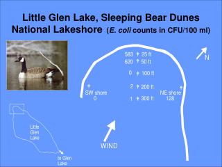 Little Glen Lake, Sleeping Bear Dunes National Lakeshore ( E. coli counts in CFU/100 ml)