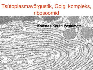 Tsütoplasmavõrgustik, Golgi kompleks, ribosoomid