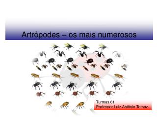 Artrópodes – os mais numerosos