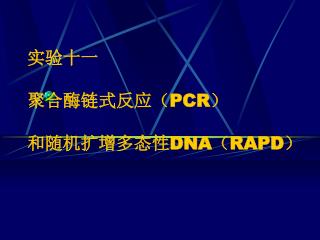 实验十一 聚合酶链式反应（ PCR ） 和随机扩增多态性 DNA （ RAPD ）