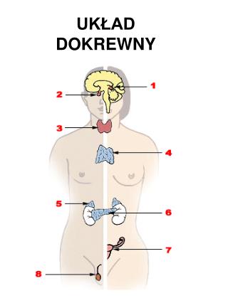 UKŁAD DOKREWNY