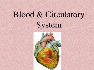 Blood &amp; Circulatory System