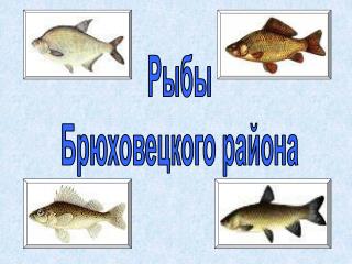 Рыбы Брюховецкого района