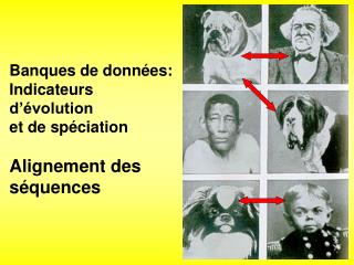 Banques de données: Indicateurs d’évolution et de spéciation Alignement des séquences