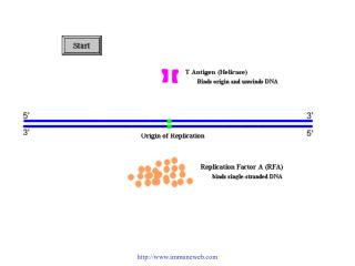 RF-C is a five-subunit complex All subunits are related in sequence and have ATP binding motifs