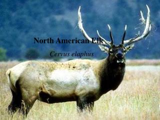 North American Elk Cervus elaphus