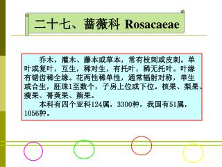 二十七、蔷薇科 Rosacaeae