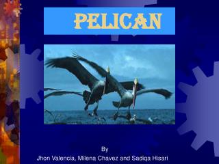 Pelican