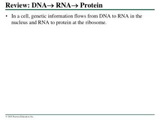 Review: DNA  RNA  Protein
