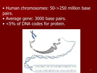 Human chromosomes: 50->250 million base pairs. Average gene: 3000 base pairs.