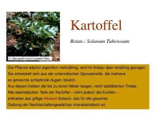 Kartoffel