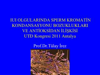 Prof.Dr.Tülay İrez