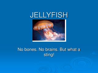 JELLYFISH