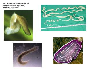 Filo Platyhelminthes: animais de via livre (marinhos, de água doce, terrestres) e parasitas.