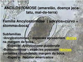 ANCILOSTOMOSE (amarelão, doença jeca-tatu, mal-da-terra)