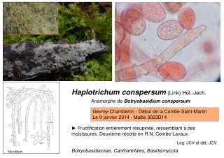 Haplotrichum conspersum (Link) Hol.-Jech.
