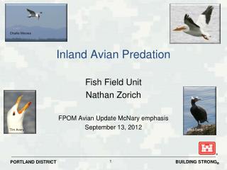 Inland Avian Predation