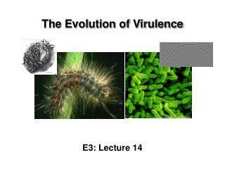 The Evolution of Virulence